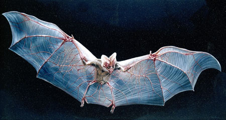 adaptations bat ghost structural